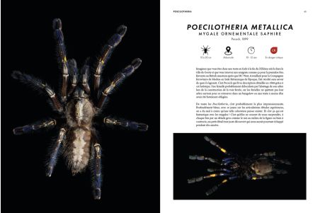 Prospérité - Tome 3 - Mygalomorph