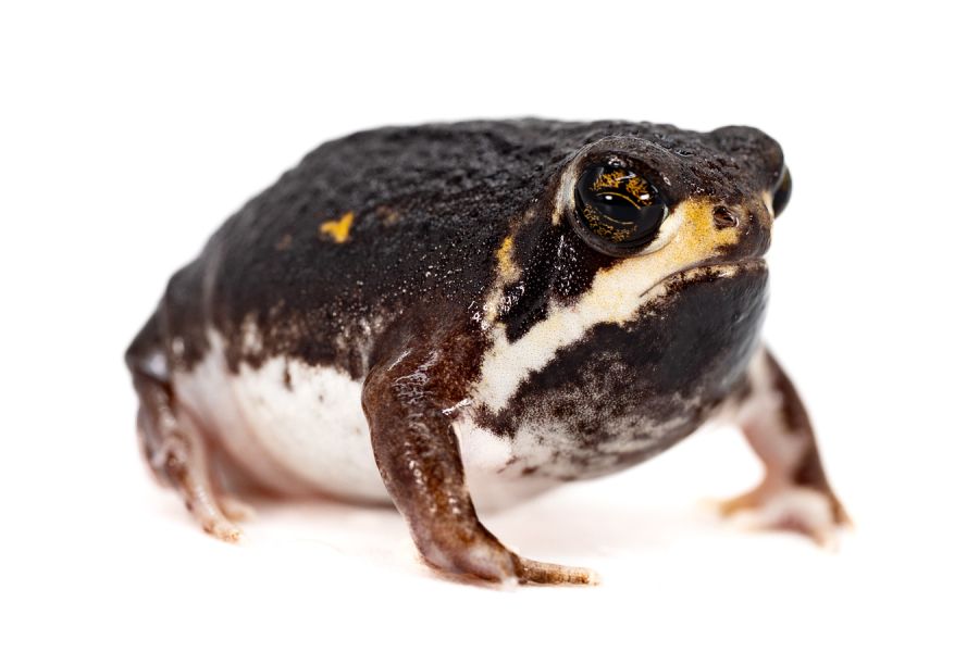 Breviceps poweri femelle