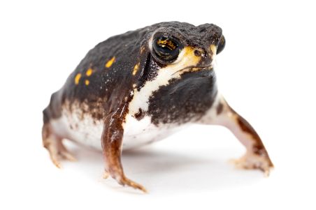 Breviceps poweri mâle