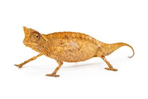 Brookesia therezieni 