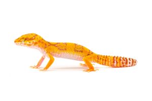 Eublepharis macularius, bell, juvénile