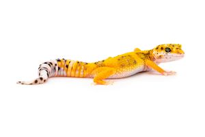 Eublepharis macularius, jungle mutation mixte, juvénile