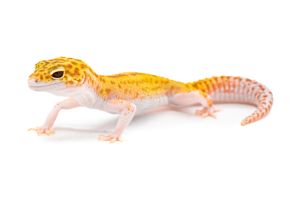 Eublepharis macularius, murphy, juvénile