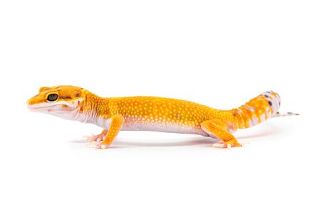 Eublepharis macularius, mutation, juvénile