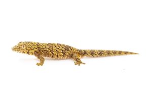 Eurydactylodes occidentalis