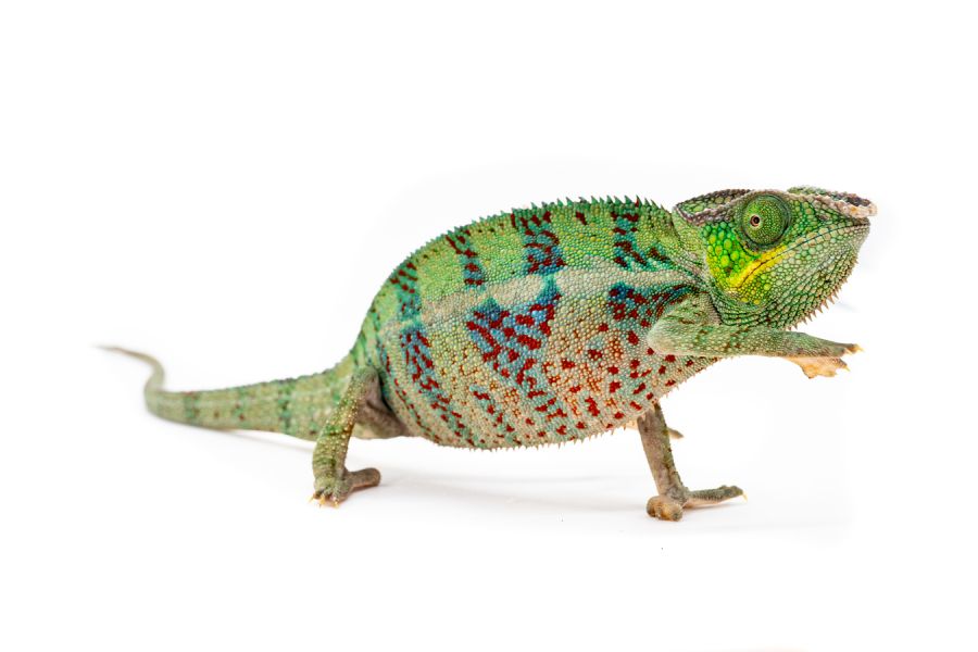 Furcifer pardalis, "Ankify", mâle adulte