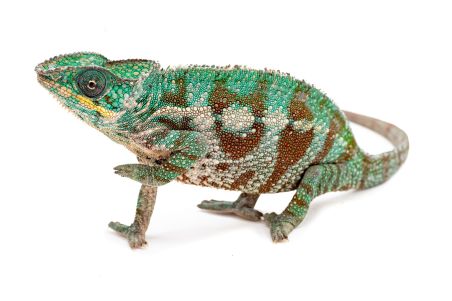 Furcifer pardalis, "Soanierana Ivongo"
