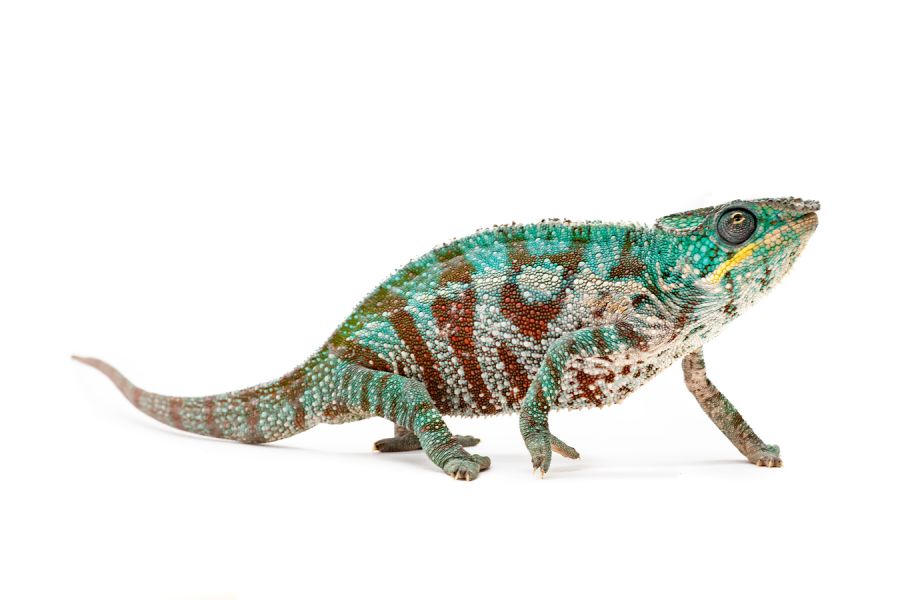 Furcifer pardalis, "Soanierana Ivongo"