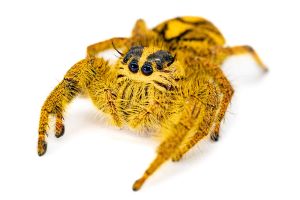 Hyllus diardi femelle