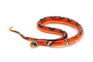 Lampropeltis triangulum sinaloae, applegate