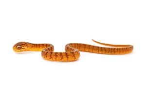 Pareas carinatus, juvénile