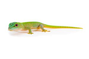 Phelsuma kochi, juvénile