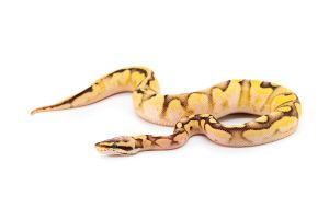 Python regius, firefly sugar