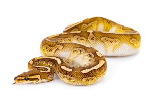Python regius, twister lesser