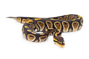 Python regius, chocolate 