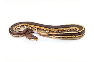 Python regius, cinnamon leopard