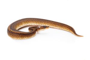 Python regius, cinnamon pinstripe