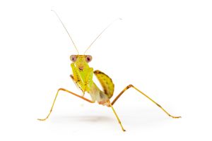 Sphodromantis lineola, subadulte