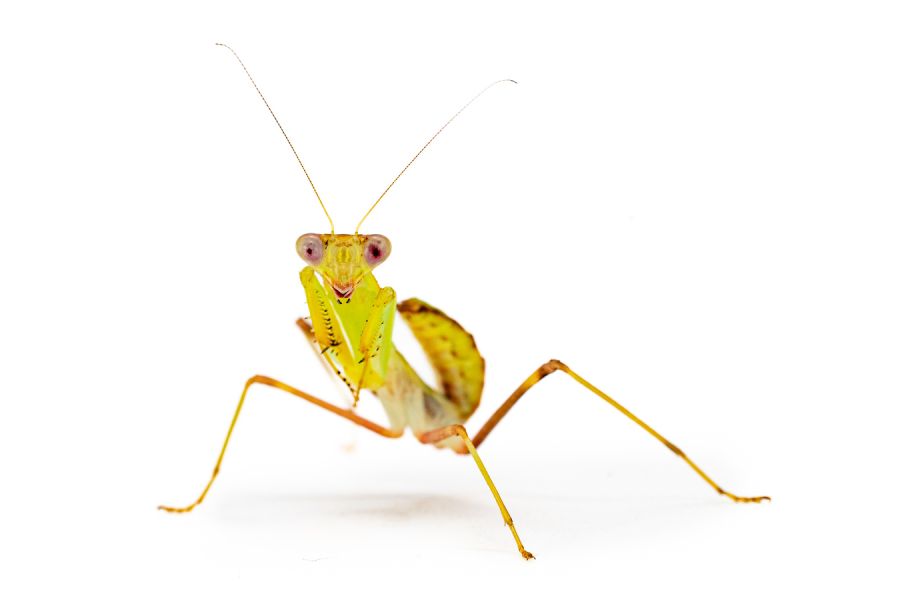 Sphodromantis lineola, subadulte