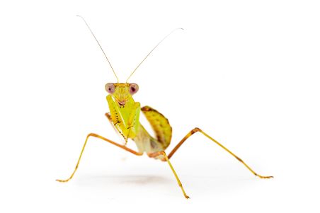 Sphodromantis lineola, subadulte
