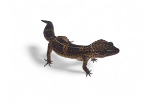 Eublepharis macularius,...