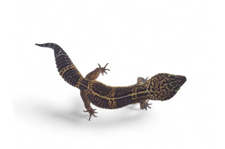 Eublepharis macularius, black night