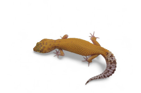 Eublepharis macularius, murphy, juvénile