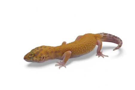 Eublepharis macularius, murphy, juvénile