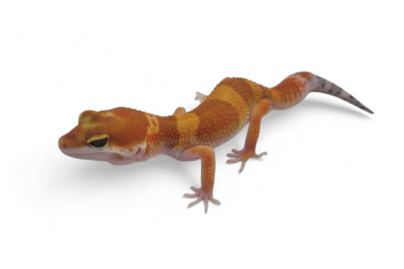 Eublepharis macularius, sunglow, subadulte