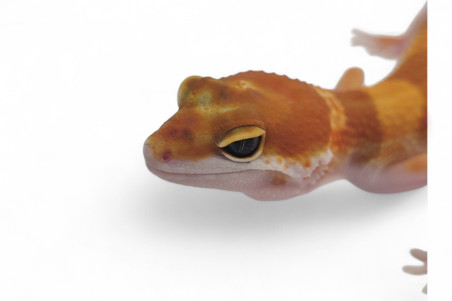 Eublepharis macularius, sunglow, subadulte