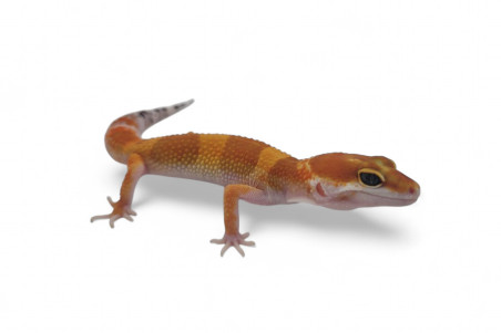 Eublepharis macularius, sunglow, subadulte