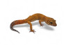 Eublepharis macularius, tremper tangerine, adulte