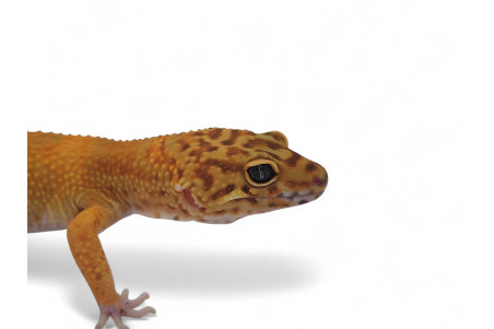 Eublepharis macularius, tremper tangerine, adulte