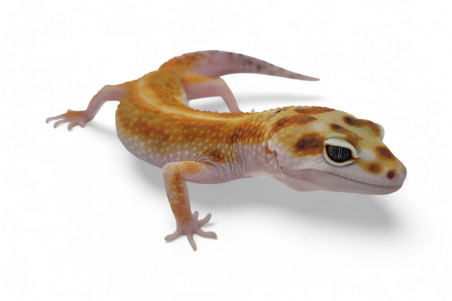 Eublepharis macularius, tangerine tremper jungle, adulte