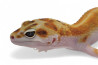 Eublepharis macularius, tangerine tremper jungle, adulte