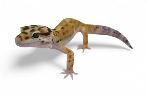 Eublepharis macularius,...