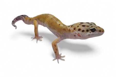 Eublepharis macularius, hypo ghost, subadulte