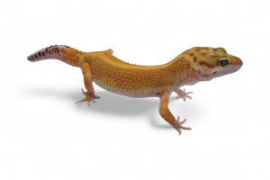 Eublepharis macularius,...