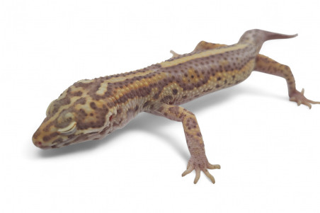 Eublepharis macularius, stripe bell albinos, adulte