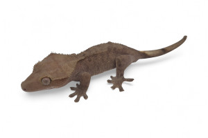 Correlophus (Rhacodactylus)...