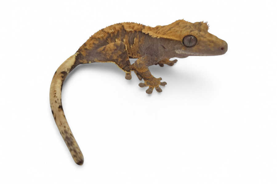 Correlophus (Rhacodactylus) ciliatus, subadultes phasés