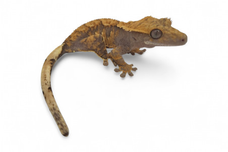 Correlophus (Rhacodactylus) ciliatus, subadultes phasés