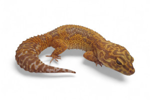 Eublepharis macularius,...