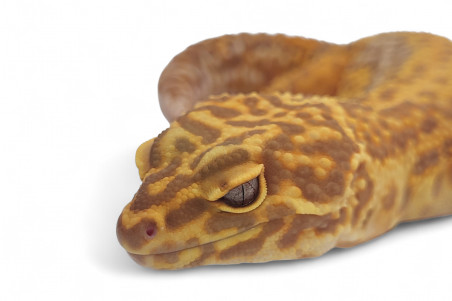 Eublepharis macularius, mandarin tangerine tremper bold, adulte