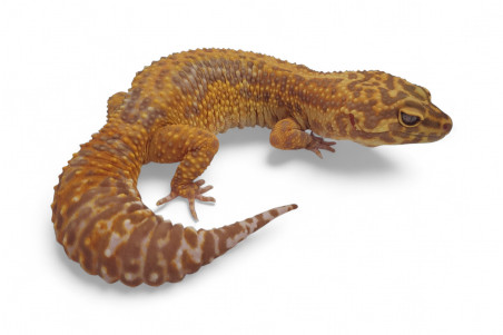 Eublepharis macularius, mandarin tangerine tremper bold, adulte