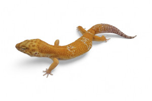 Eublepharis macularius,...