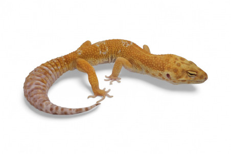 Eublepharis macularius, tangerine rainwater, adulte