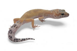 Eublepharis macularius,...