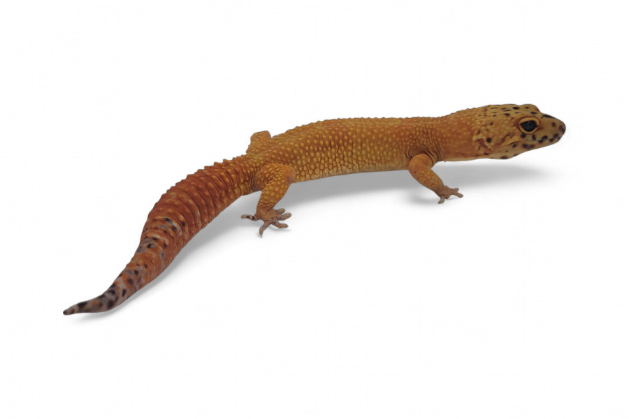 Eublepharis macularius, mandarin tangerine, adulte