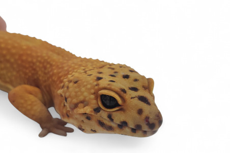 Eublepharis macularius, mandarin tangerine, adulte